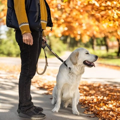 laisse-pour-chien-automne-beige