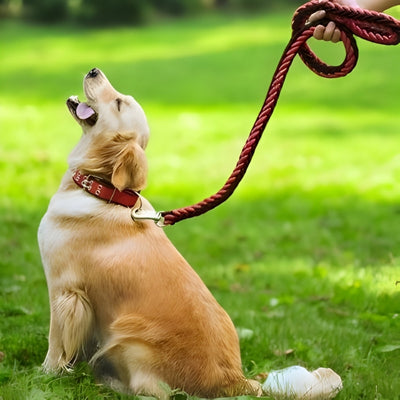 laisse-pour-chien-beau