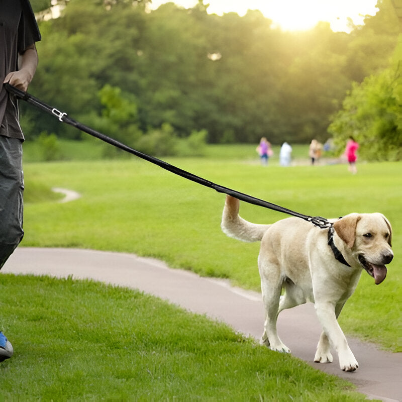 laisse-pour-chien-boucle-parc