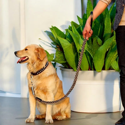 laisse-pour-chien-cuir-plante